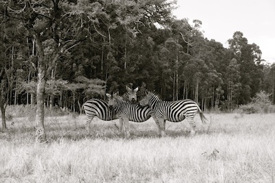 Swaziland Zebras